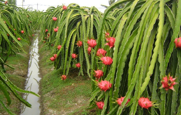 Agri-varsity-dragon-fruit-f