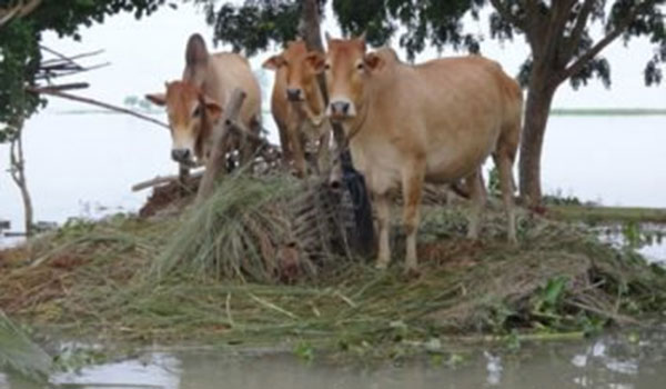 গো-খাদ্য সংকট