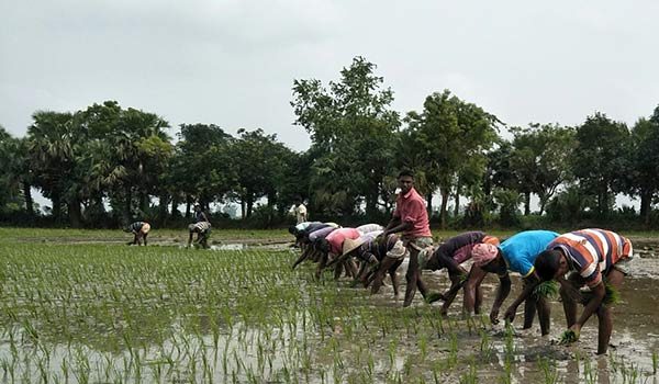 জমি-রোপন