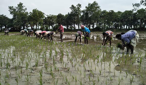 জমি-রোপা