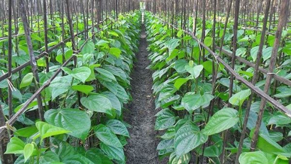 জয়পুরহাটে ধান ছেড়ে পান চাষে আগ্রহী হয়ে উঠেছেন কৃষকরা