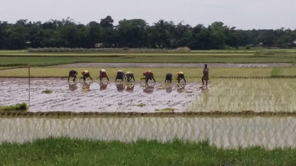 নত্রকোনায় সাড়ে ৪ লাখ মেঃ টন ধান উৎপাদনের লক্ষ্যে চলছে আমন আবাদ