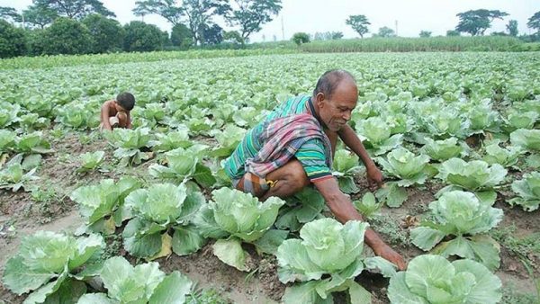 লালমনিরহাটে আগাম শীতকালীন সবজি চাষে ব্যস্ত কৃষকরা