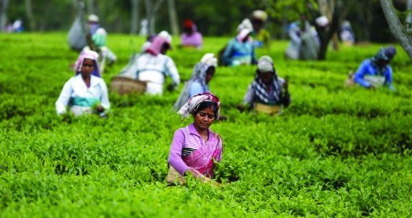 Tea-garden