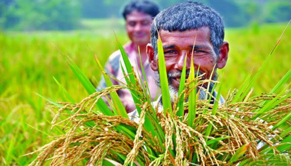 কৃষি খাতে ঋণ বিতরণ বাড়ছে