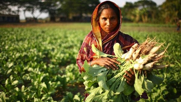 Anowara Begum, 35, harvests radishes in a field in Ampara, Bangladesh.    The Microfinance and Technical Support Project is an IFAD initiative which focused on small-scale farmers with limited access to land in an area commonly affected by extreme yearly flooding.  The project aims to improve access to essential services and focus on the promotion of high-value products which do not require large landholdings.  Ampara is located in Raja Nagar, Sunamganj, Bangladesh.