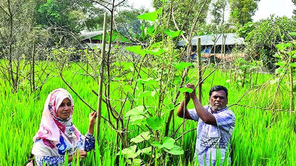 ধান ক্ষেতে সবজি চাষ