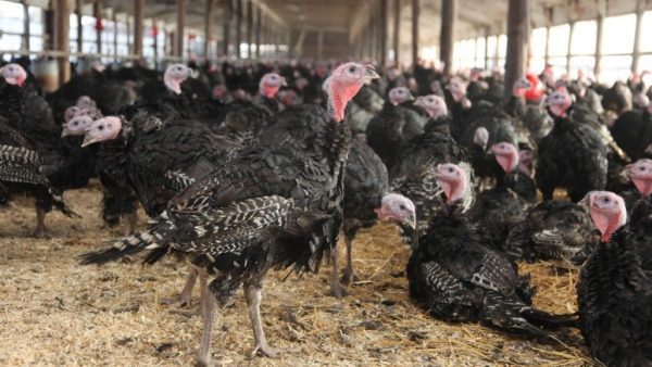 koch-turkey-farms-1024x576