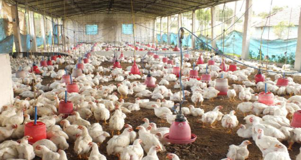 poultry-copy-750x422-750x400