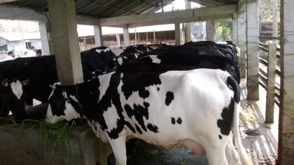 dairy-farm-ডেইরি-ফার্ম-e1529559670396