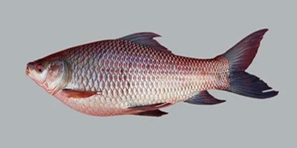 FISH6