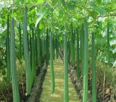 RIDGEGOURD-JAIPUR-LONG