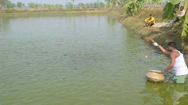 jessore-fish-home