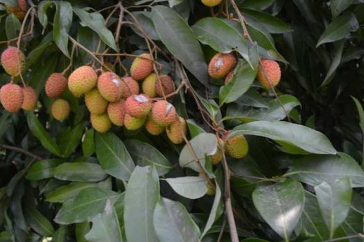 Lichi-dinajpur