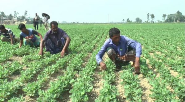 WEB_Peanut-farming_UNB